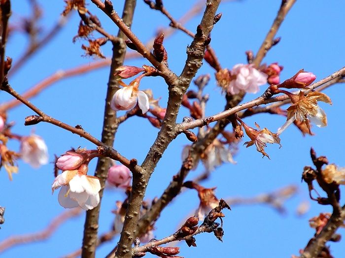 十月桜3