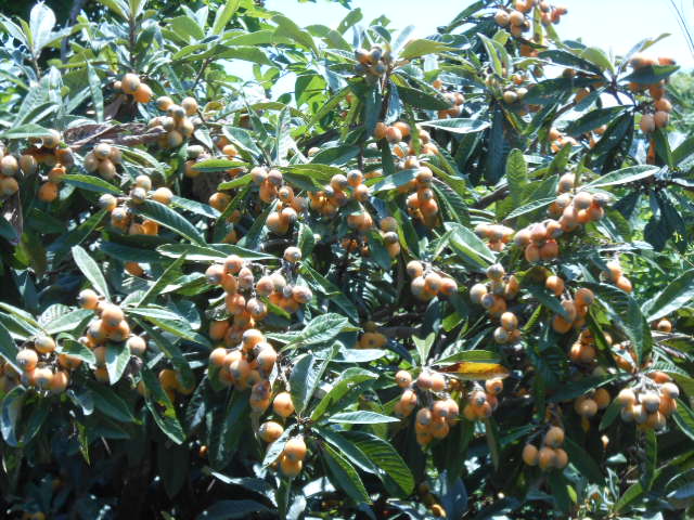 DSCN0238.JPG