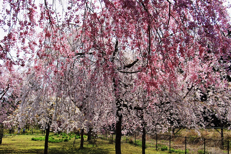 3.しだれ桜のカーテン.JPG