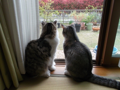 DSCF1170 (400x300).jpg