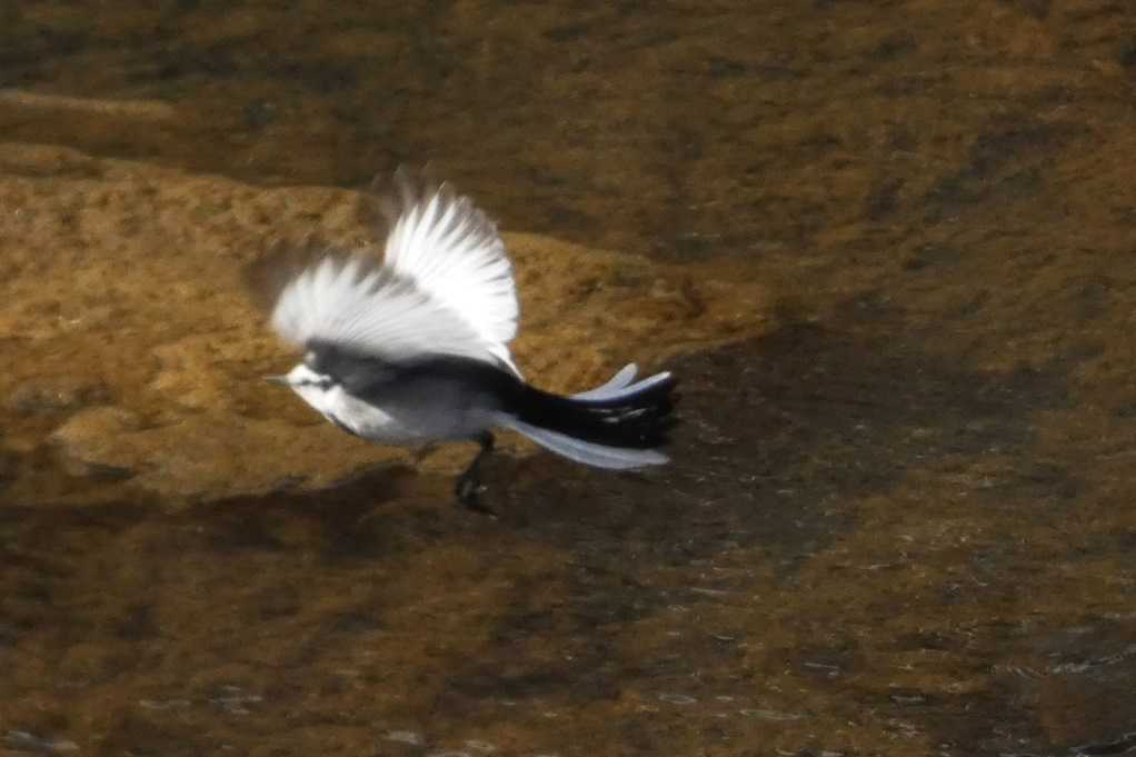 515