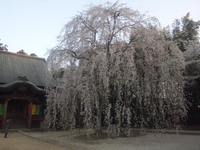 栄福寺の枝垂桜