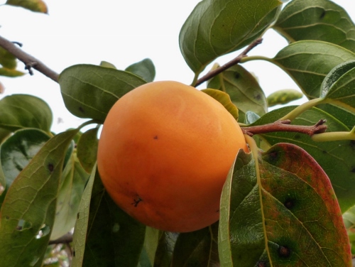 P1140435 (500x376).jpg