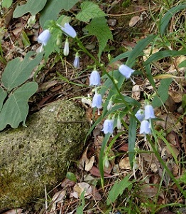 陸?島の花