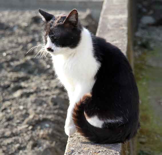 我が家のニャンコ♪2013/2/24-3