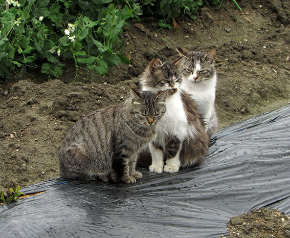 我が家のニャンコ♪2015/0330-2