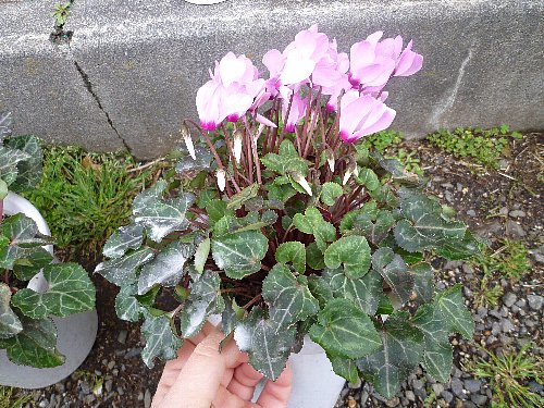 ガーデンシクラメン ほっと一息 楽天ブログ