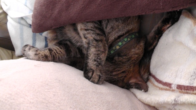 ネコ　猫　ねこ　キジトラ　寝ている猫
