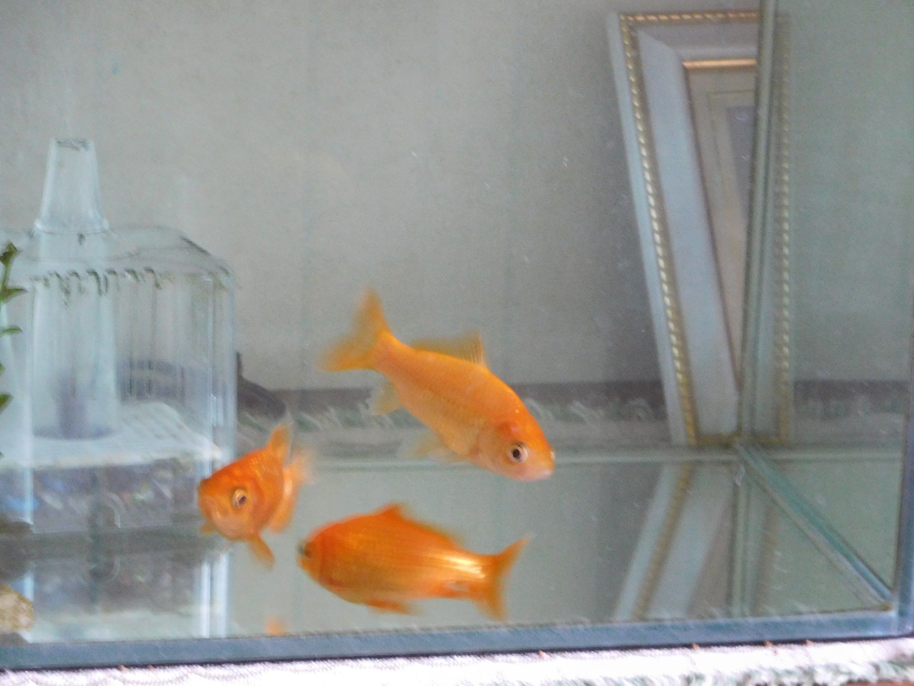 金魚 ｔｅａ ｇａｒｄｅｎ ちょっとひとりごと 楽天ブログ