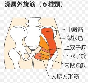 股関節周りの筋肉 外旋筋群を覚える Walk In The Spirit 楽天ブログ