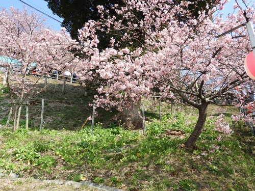 まつだ桜まつり