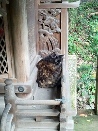 猫.jpg