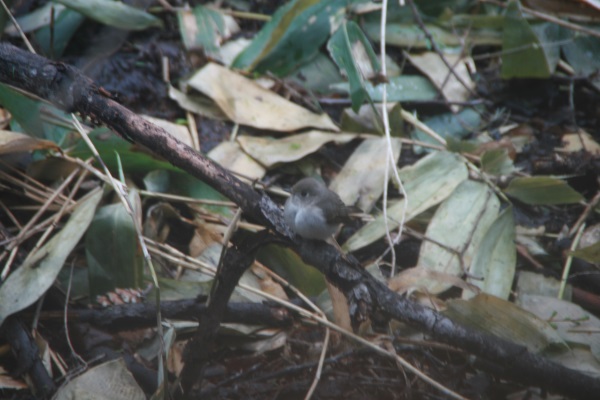 2016・5・11 014600.jpg