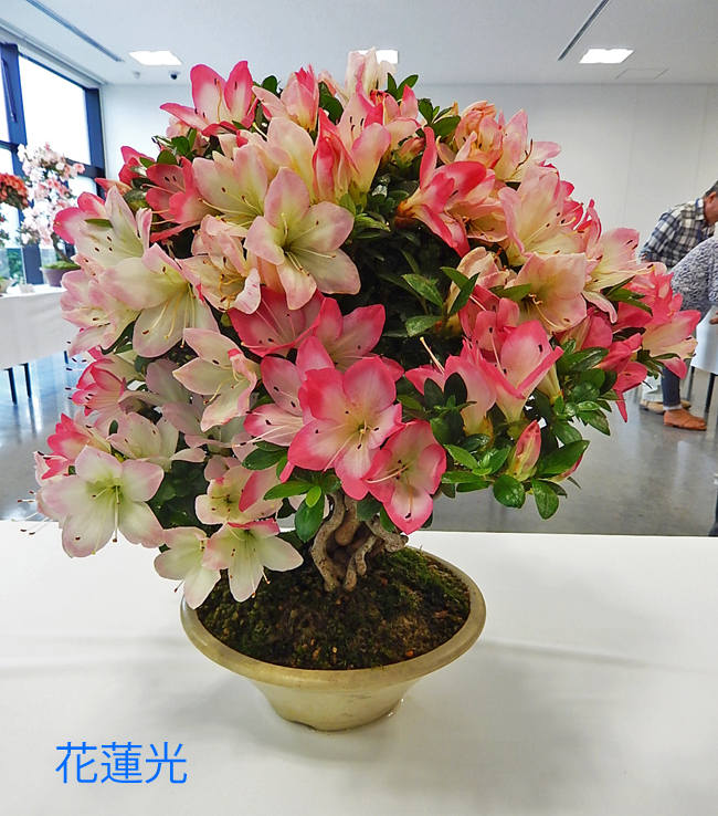 花蓮光