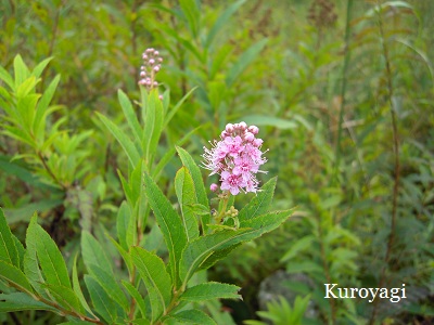 ホザキシモツケの花。。