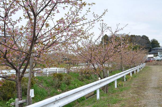 河津桜