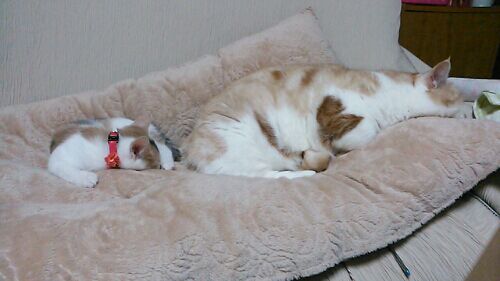 rblog-20151125182632-03.jpg