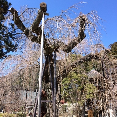 田中屋さん3.jpg
