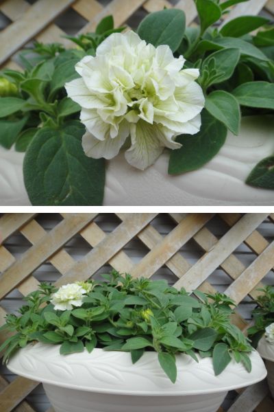 ブリエッタローズ「ライム」