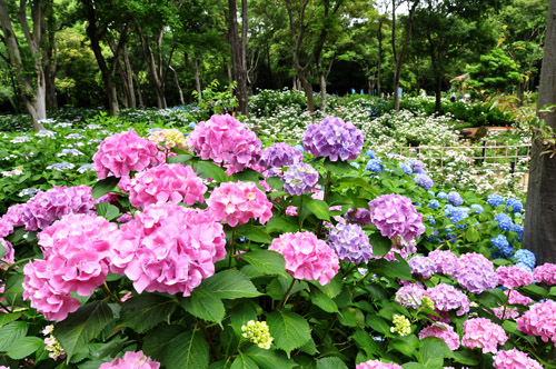 紫陽花１