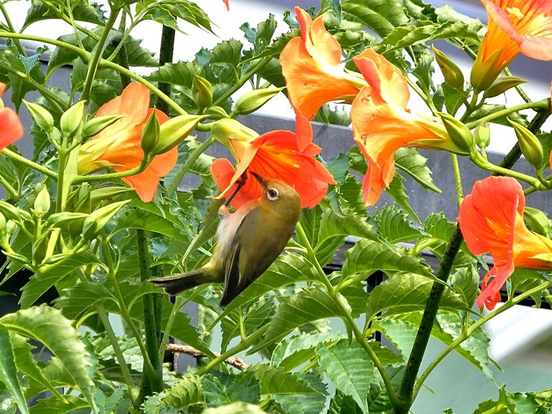 凌霄花と目白1