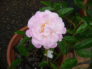 P1020528ss.jpg