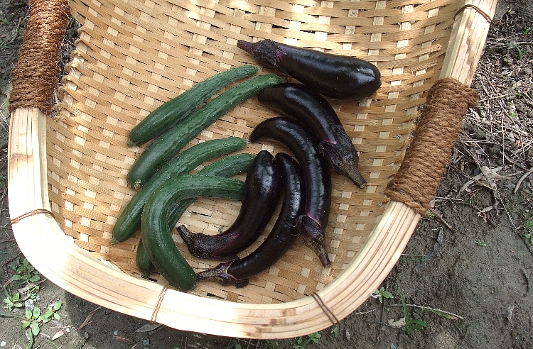 2012 畑の夏野菜2.jpg