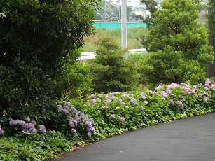 サイスタに咲く花