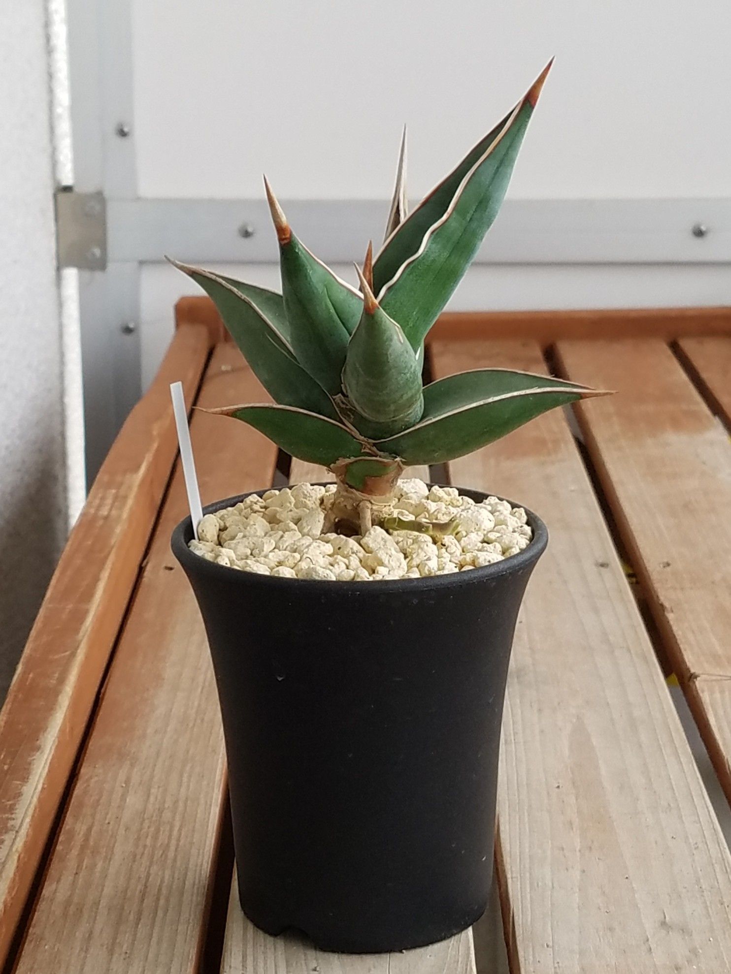 買取 安い ピングイキュラ 白斑 サンセベリア サンスベリア 植物/観葉