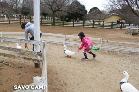 ゆめ牧場　あひるレース