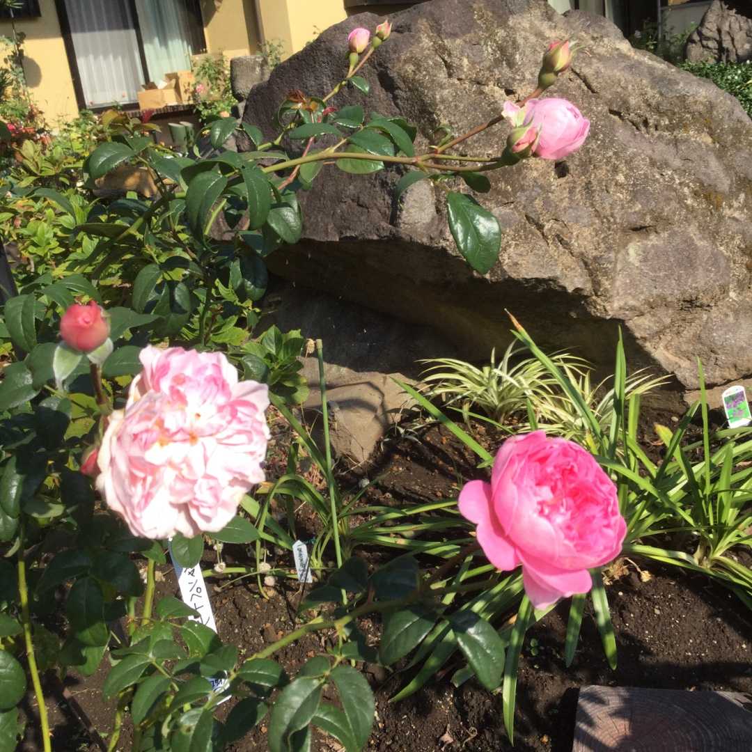 送料無料当店人気商品 ヒラヒラ花びらのお上品な素敵な薔薇ちゃん 薔薇