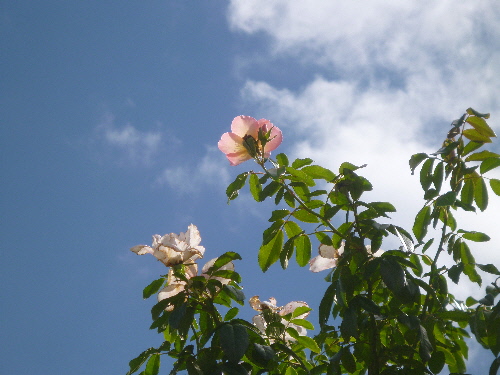 P1130395(1).JPG