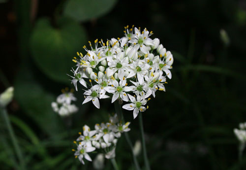 ニラの花　26.9.03-1_edited-1.jpg