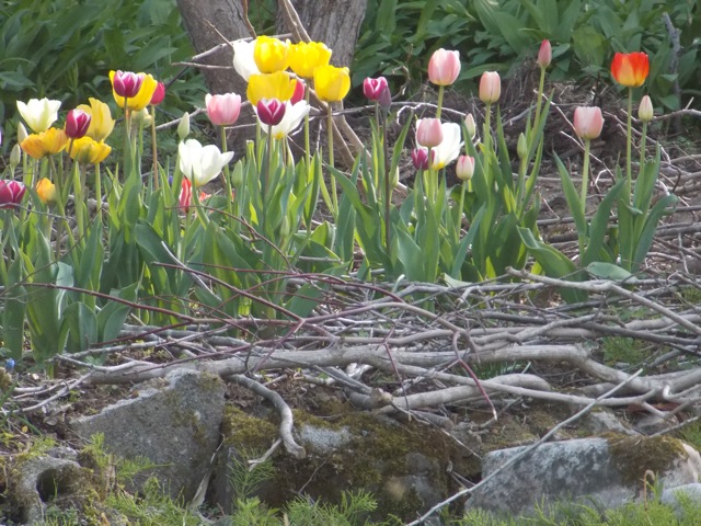 チューリップ