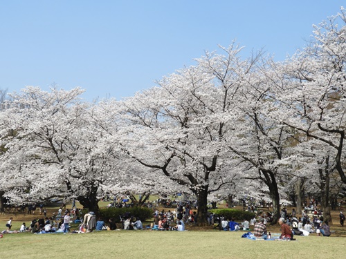 光が丘公園の桜