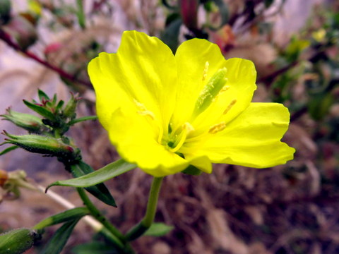 マツヨイグサの花-4