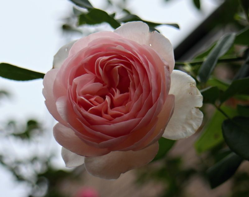 イングリッシュヘリテージ バラと可愛い花たち 楽天ブログ