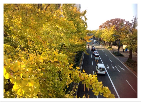 山下公園沿いの銀杏並木