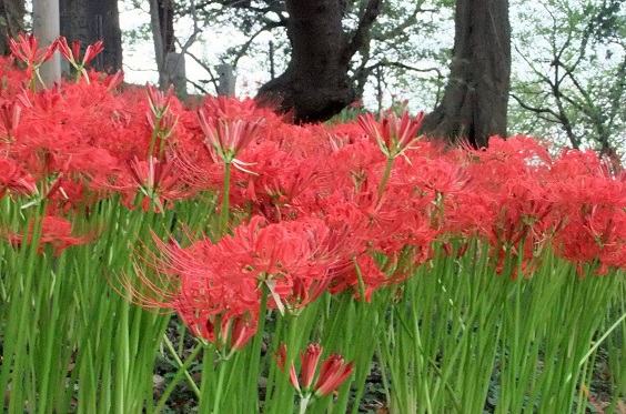 曼珠沙華.JPG
