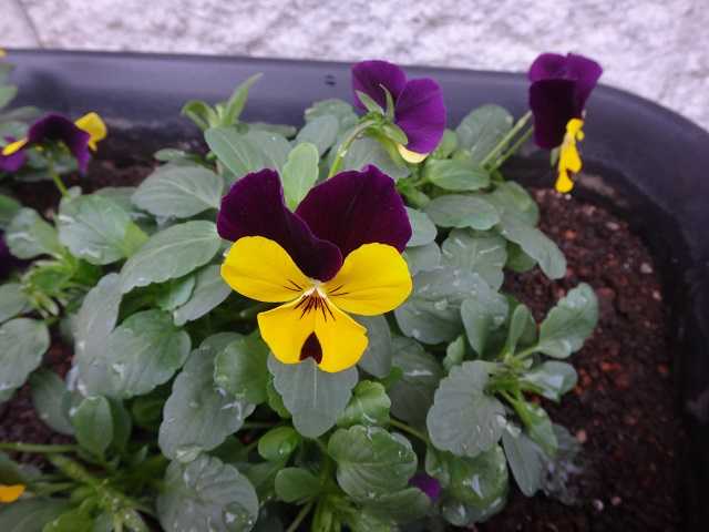 フィオリーナそっくりのビオラを購入 週末の庭いじり 楽天ブログ