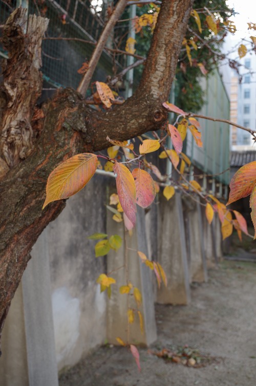 明倫小08ML.jpg