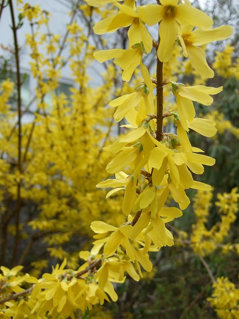 レンギョウの花