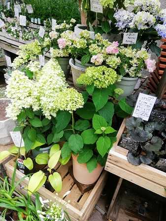 テラスモールの花屋さん まこの部屋 楽天ブログ