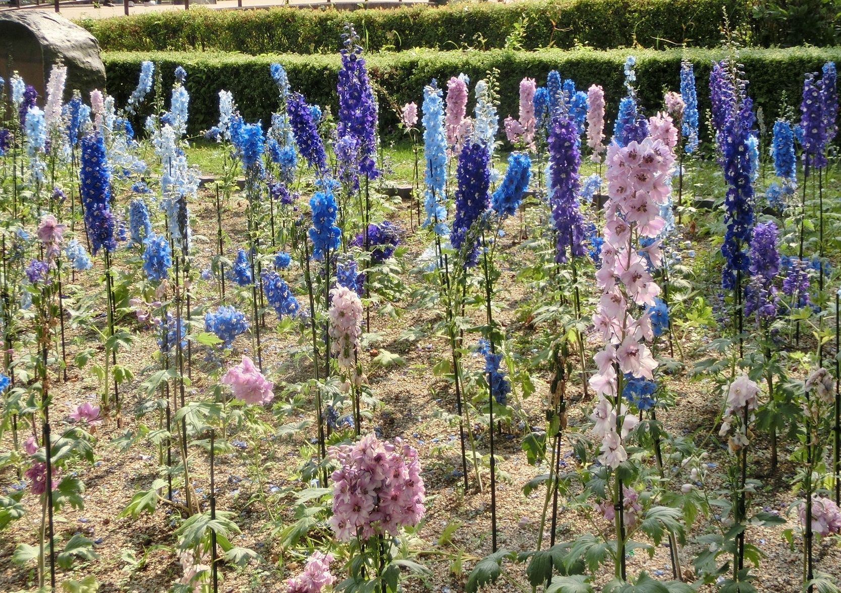 京都府立植物園で見た花 デルフィニウム ロベリア他 だい のひとりごと 楽天ブログ