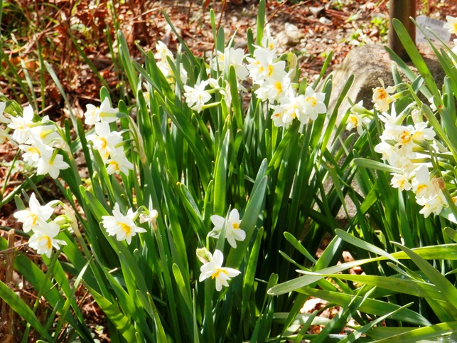 P3090092ニオイスイセンﾌﾞﾛｸﾞ.jpg