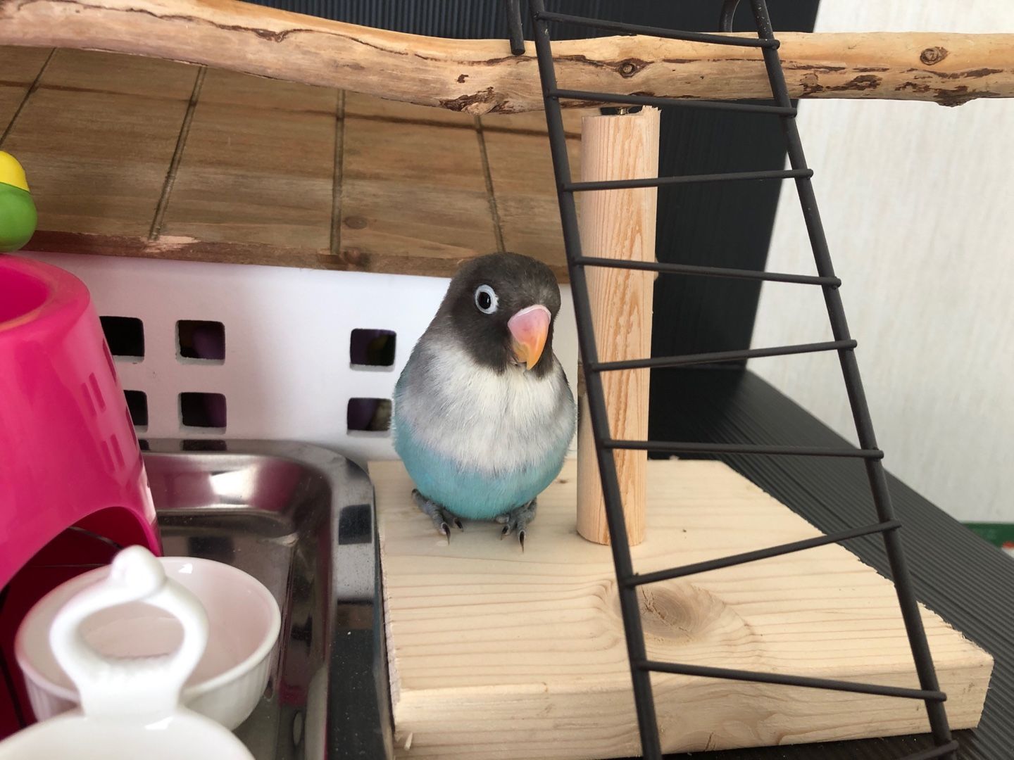 かわいいボタンインコ Hayaのブログ 楽天ブログ