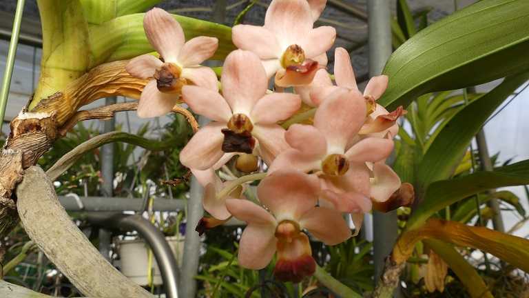 リンコスティリス ギガンテア オレンジ ラン・ラ・パン 楽天ブログ