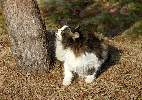 我が家の2015/1/1-1