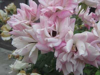 花５.jpg