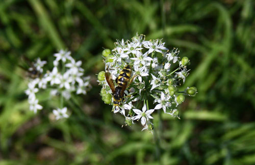 ニラ　26.9.22-5_edited-1.jpg